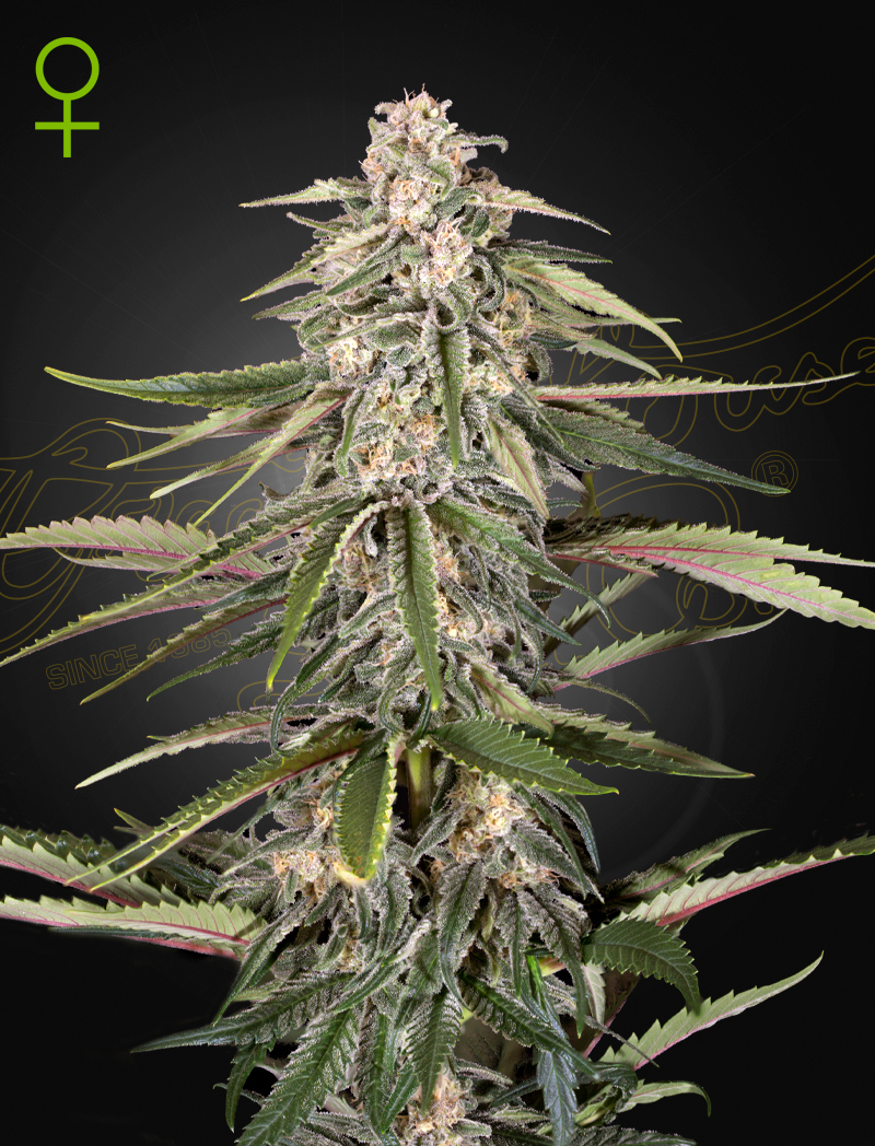 Green-O-Matic Auto von Green House Seed Co.