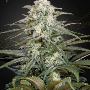 Kalashnikova Auto von Green House Seed Co.