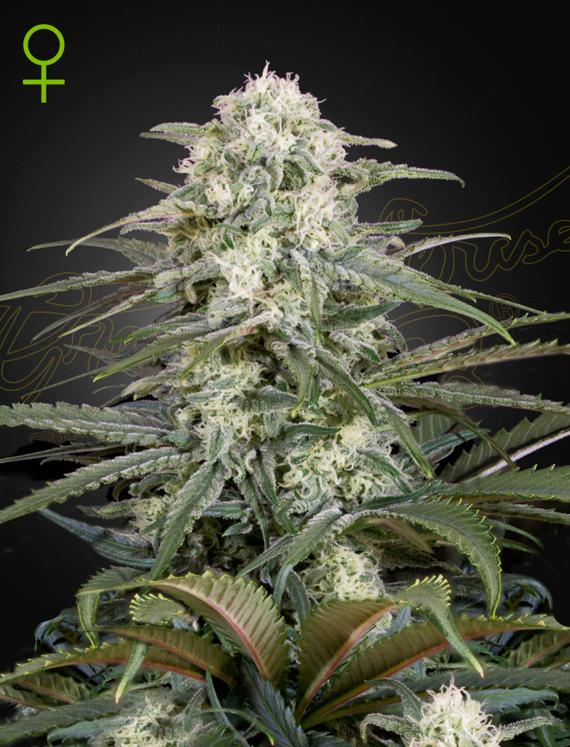 Kalashnikova Auto von Green House Seed Co.