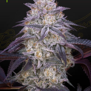 King's Juice Auto von Green House Seed Co.