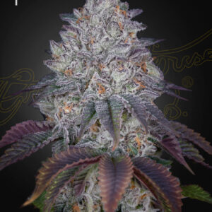 King’s Tart von Green House Seed Co.
