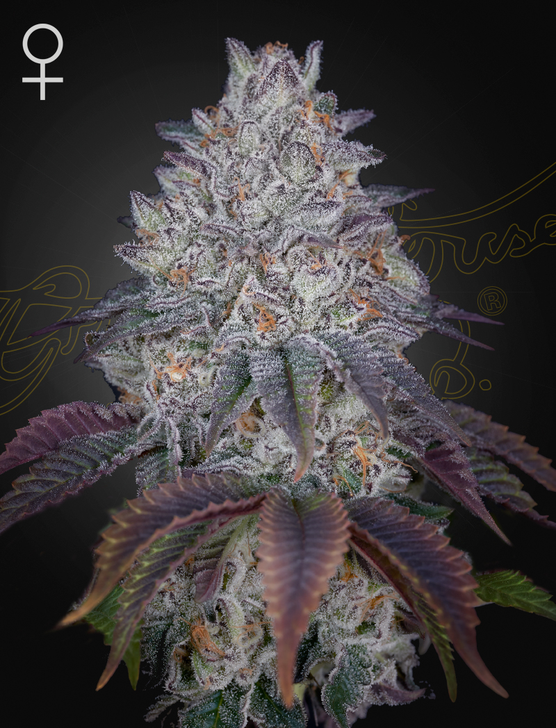 King’s Tart von Green House Seed Co.