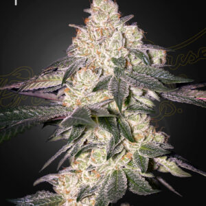 Moweeto von Green House Seed Co.