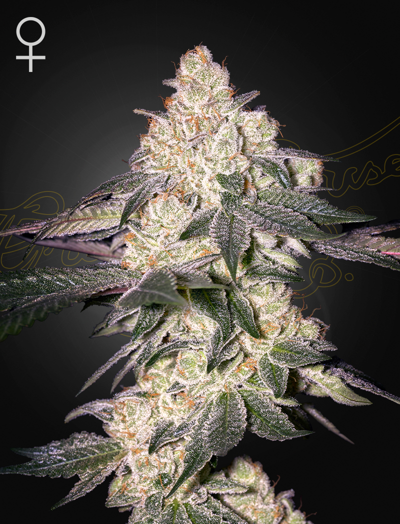 Moweeto von Green House Seed Co.