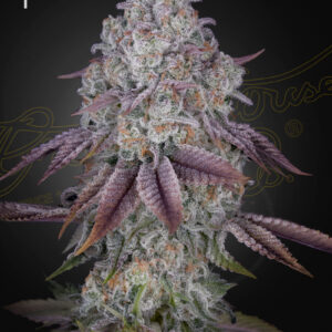 Persian pie von Green House Seed Co.