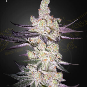 Razuberi von Green House Seed Co.