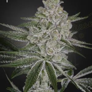 Shishka Lemonade von Green House Seed Co.