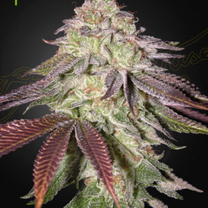 Sugarlato Auto von Green House Seed Co.