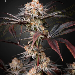 Wonder Pie von Green House Seed Co.