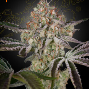 Great White Shark von Green House Seed Co.