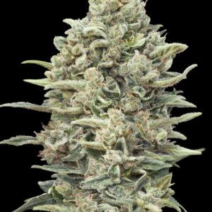 Gelato #33 Fast von Advanced Seeds