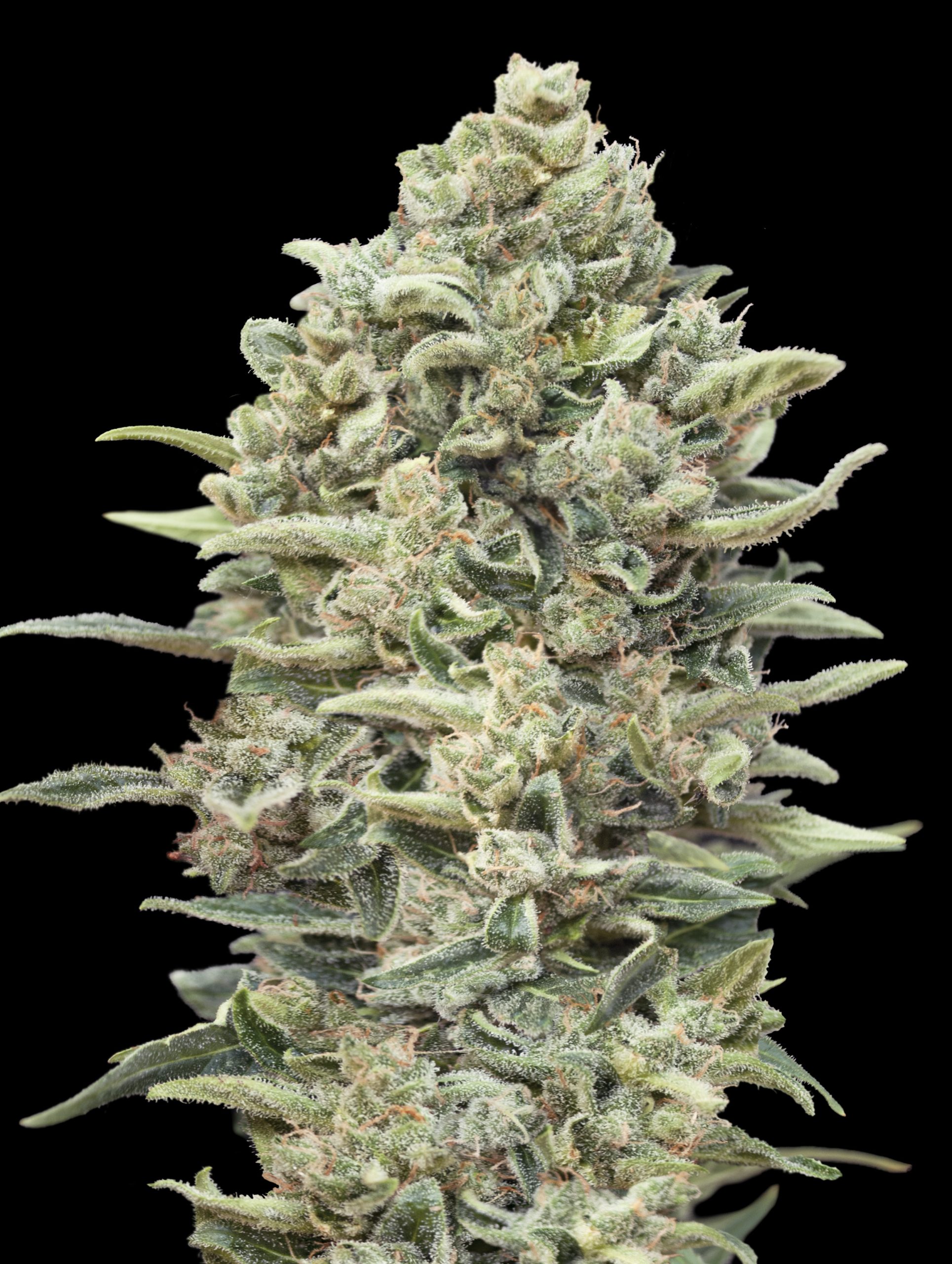 Gelato #33 Fast Advanced Seeds