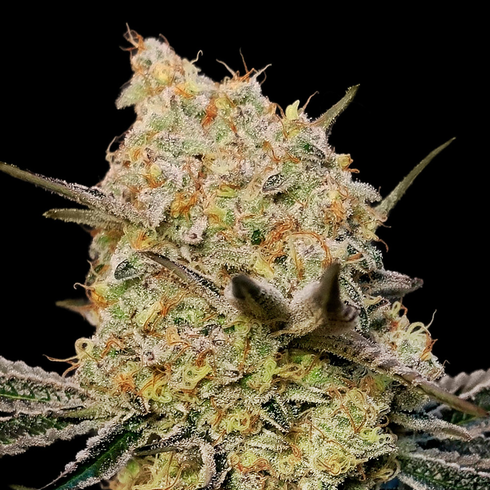 Gelato Mint von 00 Seeds