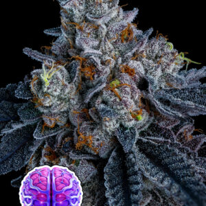 Giga Brain Auto von Anesia Seeds
