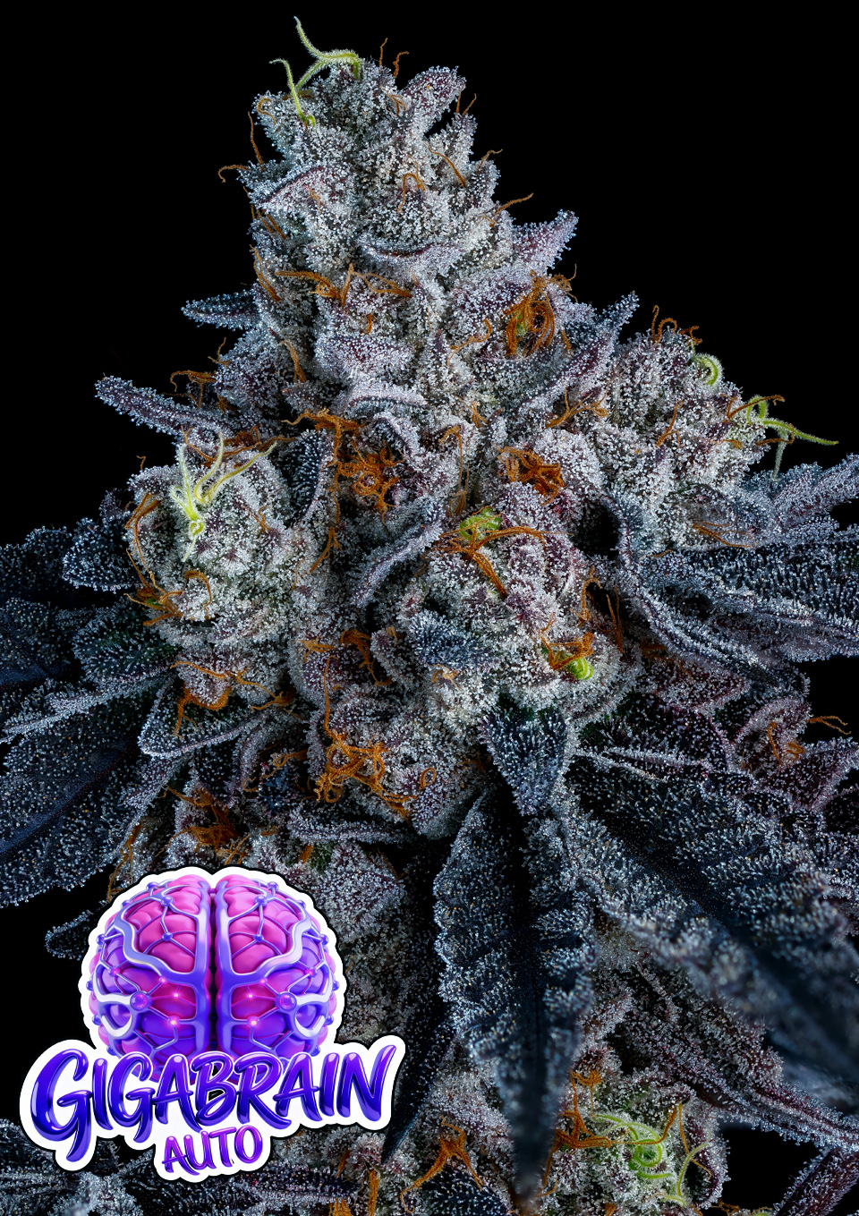 Giga Brain Auto von Anesia Seeds