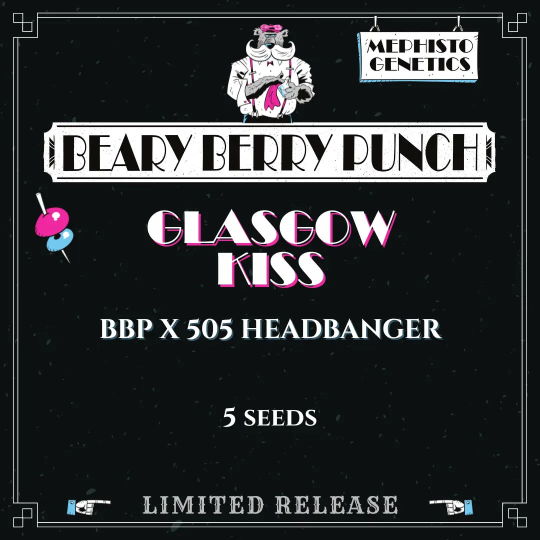 glasgow kiss 5+1er – mephisto genetics (autoflower samen)