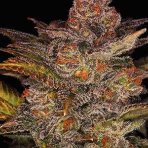Blueberry Glue Auto von Expert Seeds
