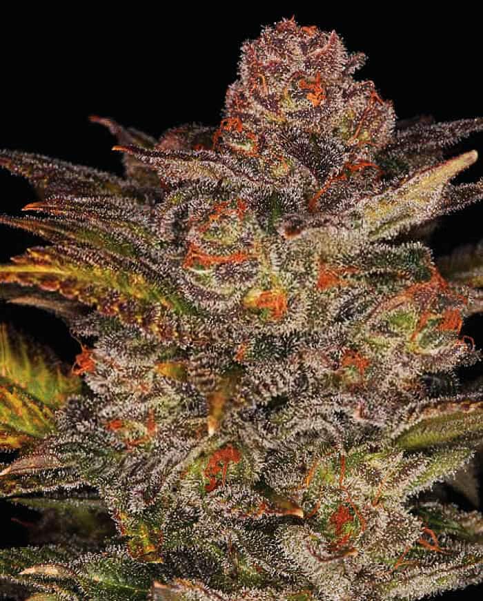 Blueberry Glue Auto von Expert Seeds