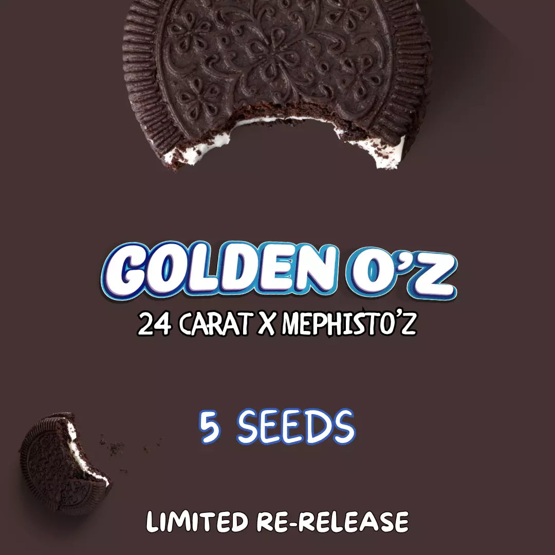 golden o'z 5+1er – mephisto genetics (autoflower samen)