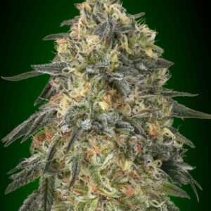 Gorilla von 00 Seeds