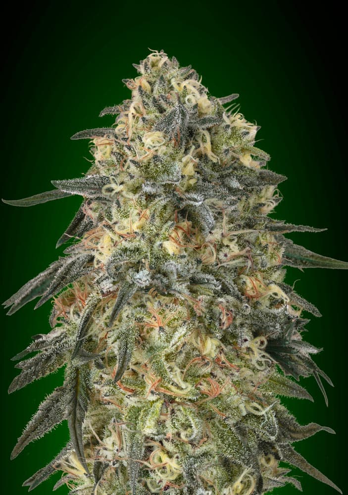 Gorilla von 00 Seeds