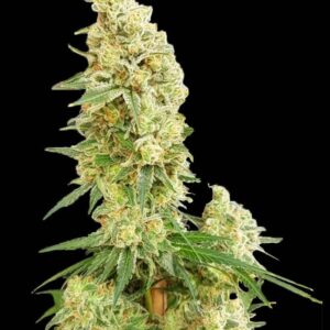 GG4 Banana von Expert Seeds