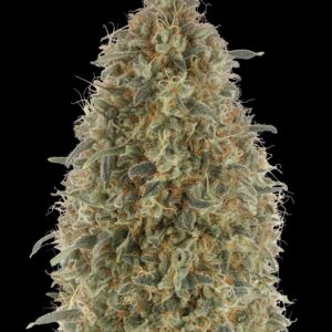 Gorilla Blue von Advanced Seeds