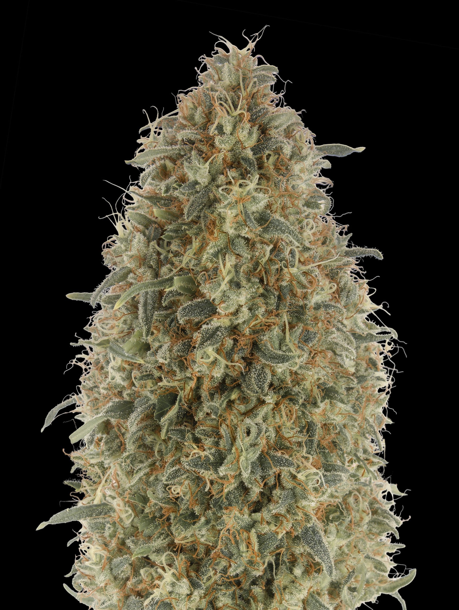 Gorilla Blue Advanced Seeds
