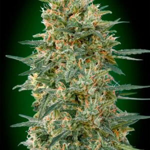 Gorilla Fast von 00 Seeds