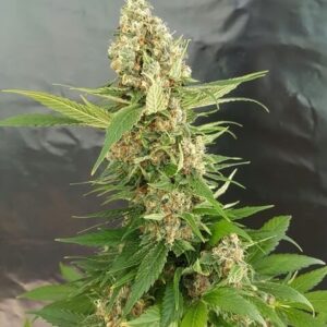 GG4 Ice Cream von Expert Seeds