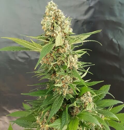 GG4 Ice Cream von Expert Seeds