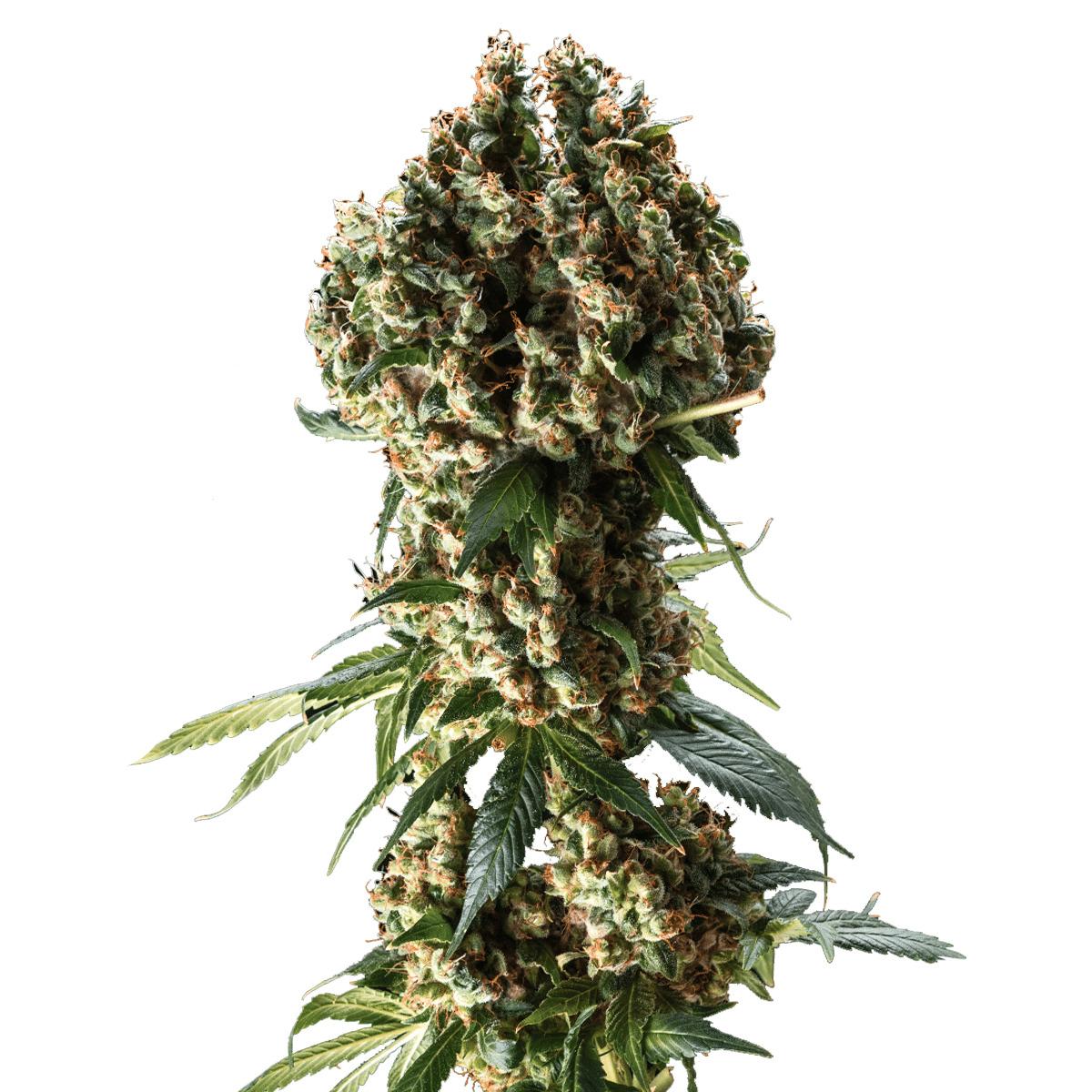 Granddaddy Purple Blimburn Seeds