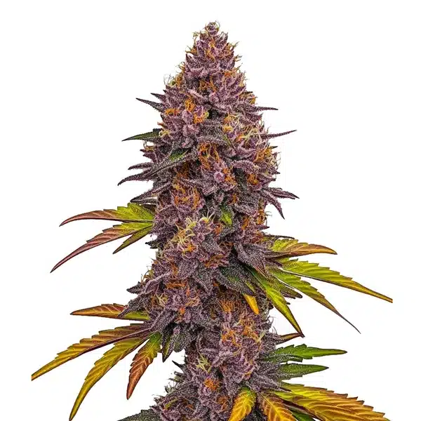 Grizzly Purple Auto Blimburn Seeds