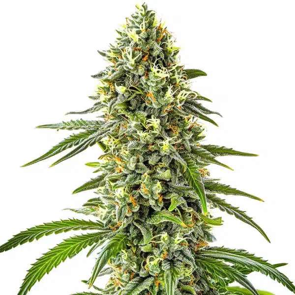 Guanabana von Blimburn Seeds