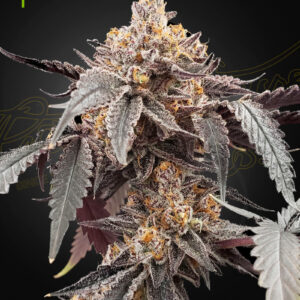 Guava x Gelato 41 Auto von Green House Seed Co.