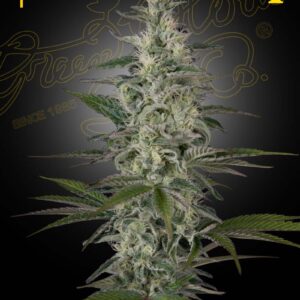Hawaiian Snow von Green House Seed Co.