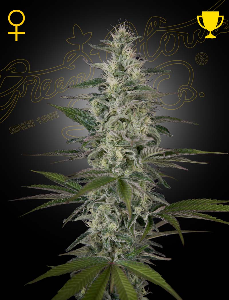 Hawaiian Snow von Green House Seed Co.
