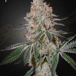 HighCloudZ von Green House Seed Co.