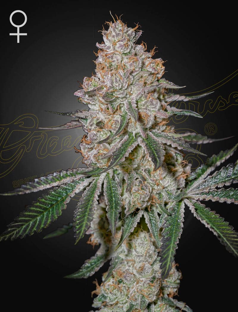 HighCloudZ von Green House Seed Co.