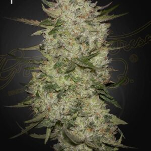 HighCloudZ Auto von Green House Seed Co.