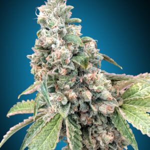 Harlequin CBD von 00 Seeds