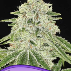 Haze Queen von Anesia Seeds
