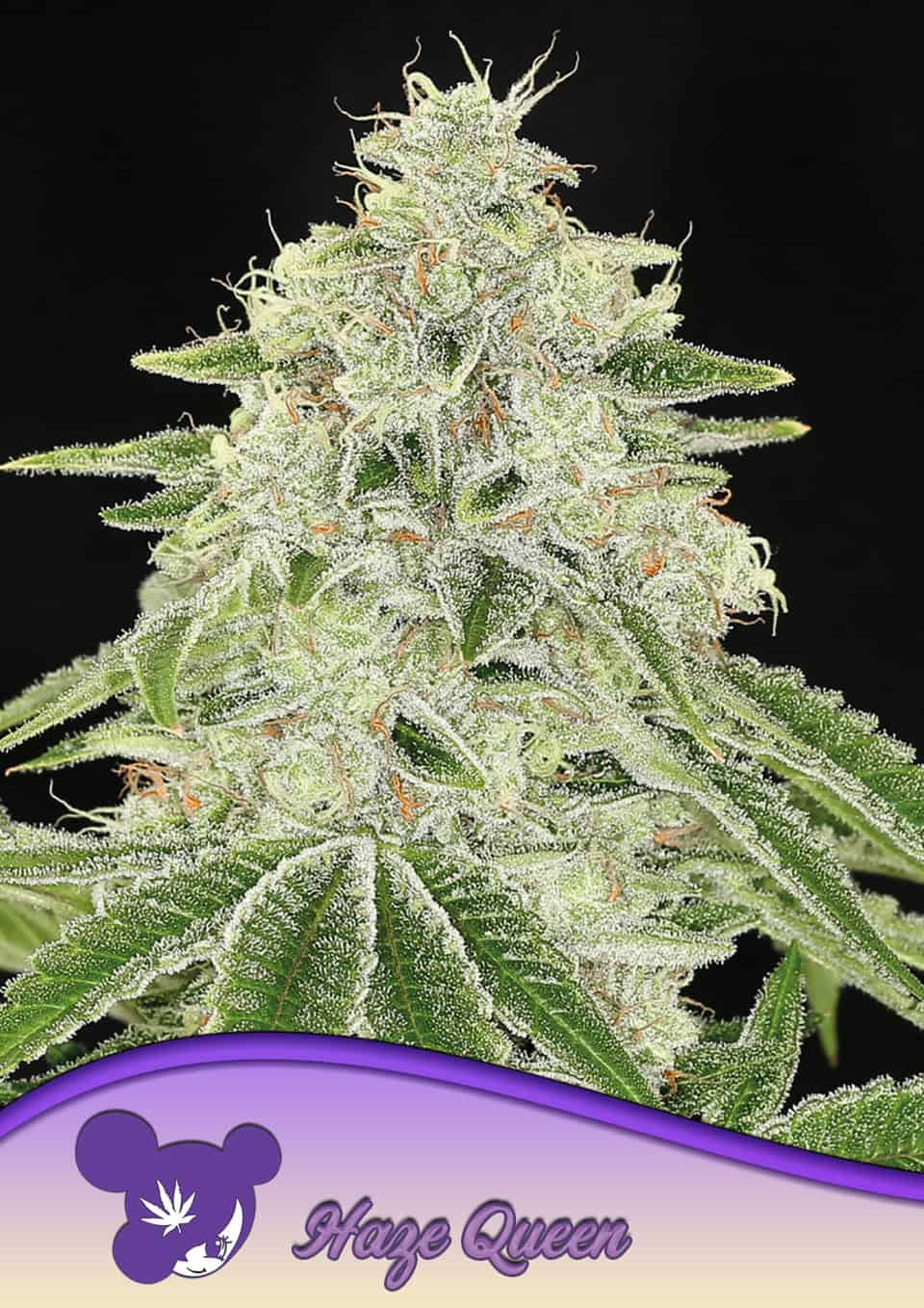 Haze Queen von Anesia Seeds