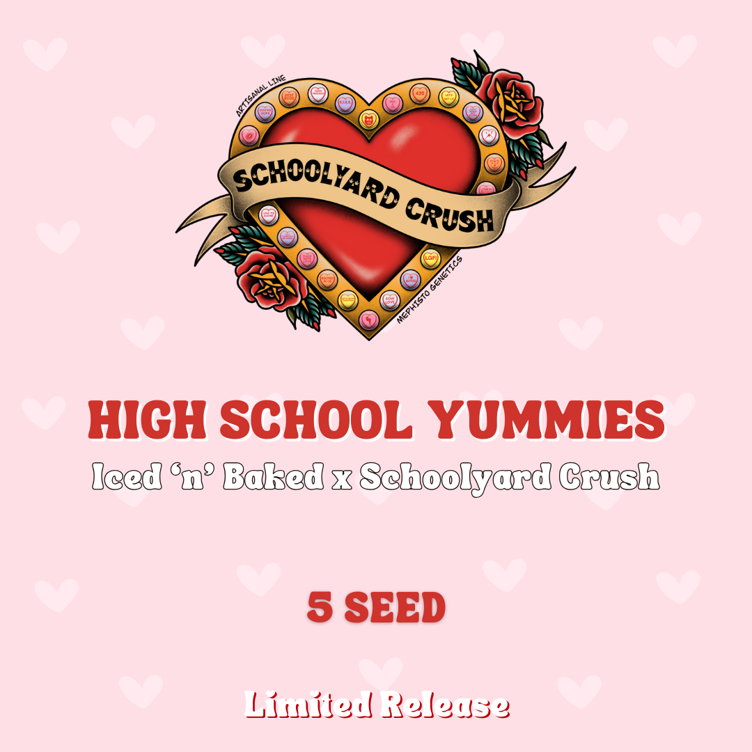 high school yummies 5+1er – mephisto genetics (autoflower samen)