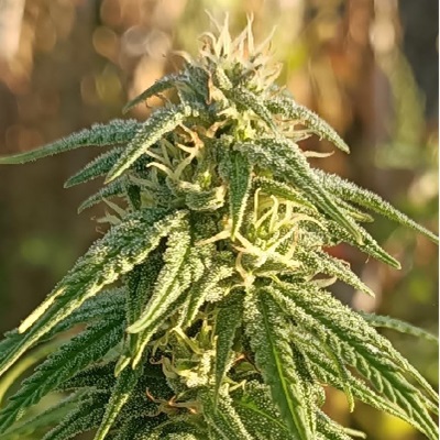 Himalaya Snow von ACE Seeds