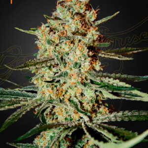 Himalaya Gold von Green House Seed Co.
