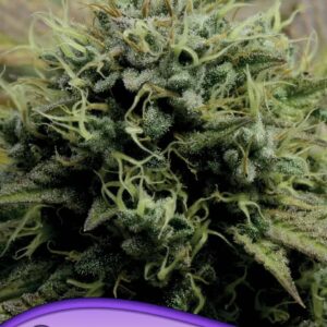 Hindu Kush
