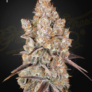 Holy Snow von Green House Seed Co.