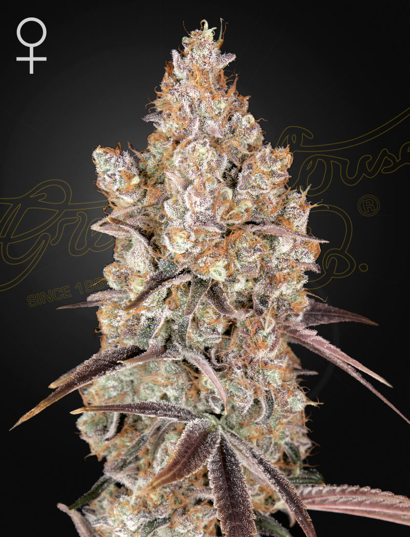 Holy Snow von Green House Seed Co.