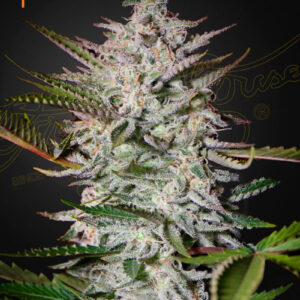 Holy Punch von Green House Seed Co.